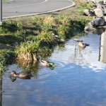 MP Verkshagen tiedemannsparken hovinbekken 053