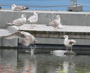 vår måker 036