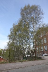 Trær på Ensjø 2 (6)